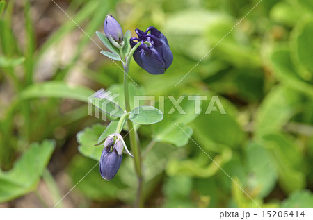 オダマキ(苧環) オダマキ(苧環) 15206414