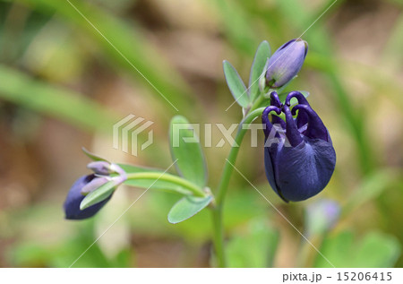 オダマキ（苧環） 15206415