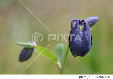 オダマキ(苧環) オダマキ(苧環) 15206416