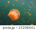 ジェリーフィッシュ 15206441