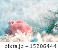 カエルアンコウ 15206444