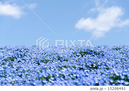 ネモフィラ ルリカラクサ 花 草花 植物 青 白 花畑 みはらしの丘 ひたち海浜公園 丘 自然の写真素材