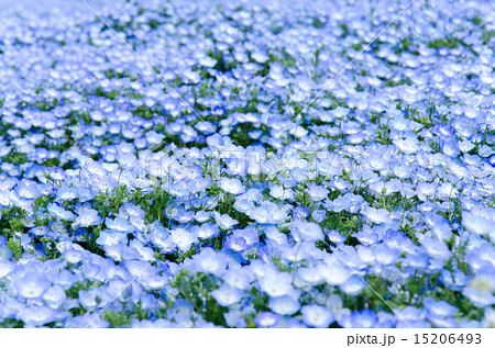 ネモフィラ ルリカラクサ 花 草花 植物 青 白 花畑 みはらしの丘 ひたち海浜公園 丘 自然の写真素材