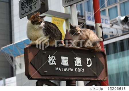 銀座の猫(訳わからない、何故ここに座っているの?)生きてます。 銀座の猫(訳わからない、何故ここに座っているの?)生きてます。 15206613