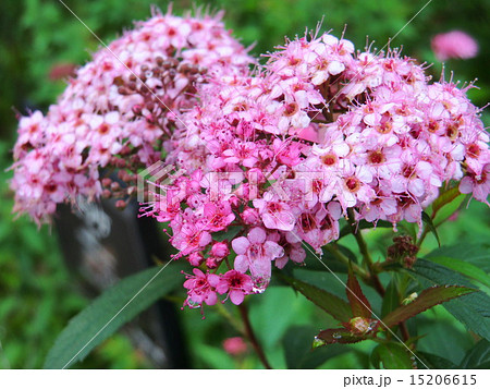 花言葉は 整然とした愛 淡い紅色の小さな花が集まって咲いている の写真素材