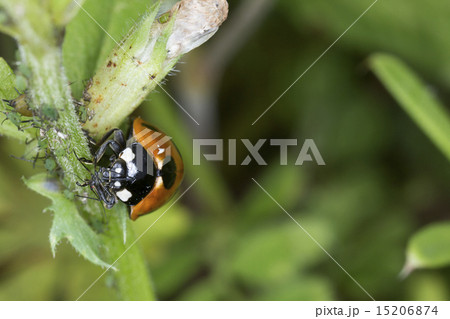 テントウ虫の補食の写真素材