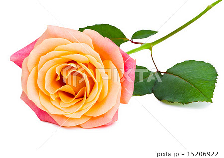 Beautiful fresh rose isolated on white background  15206922
