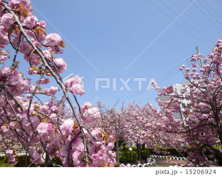春桜快晴 15206924