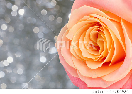 Beautiful rose over holiday bokeh background with copy space 15206926