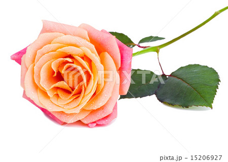 Beautiful rose with fresh water drops on it isolated on white ba 15206927