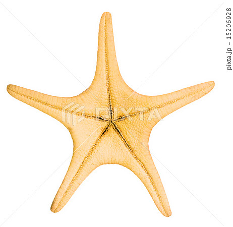 Beautiful starfish isolated on white background 15206928