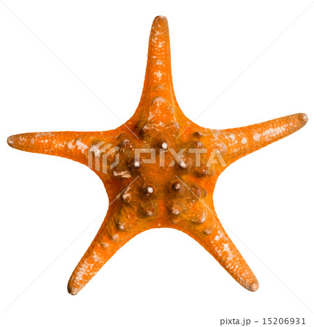 Beautiful starfish isolated on white background 15206931