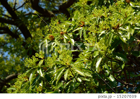 樹木：タブノキ　クスノキ科 15207039