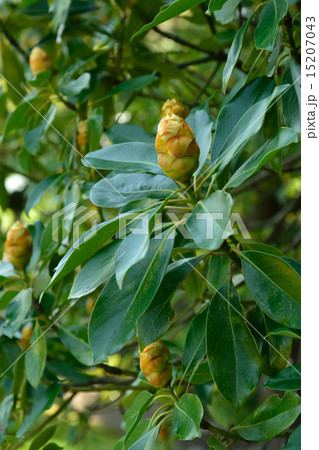 樹木：タブノキ　クスノキ科 15207043