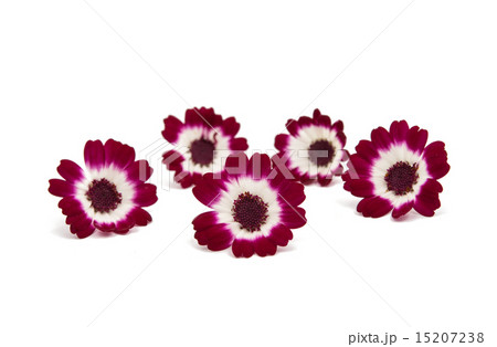small beautiful flowers small beautiful flowers 15207238