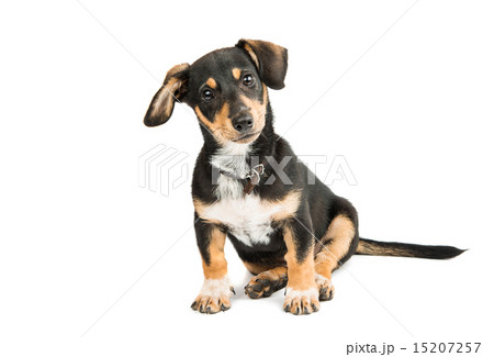 Dachshund puppy 15207257