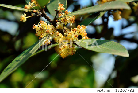樹木:ゲッケイジュ クスノキ科 樹木:ゲッケイジュ クスノキ科 15207732