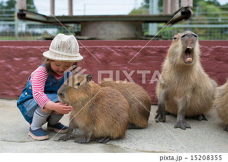 カピバラを撫でる女の子の写真素材 1555