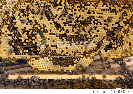 日本蜜蜂と蜂の巣 15208818