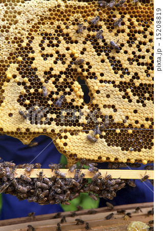 日本蜜蜂と蜂の巣 日本蜜蜂と蜂の巣 15208819