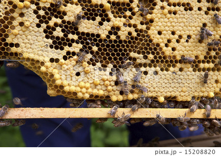 日本蜜蜂と蜂の巣 15208820