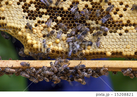 日本蜜蜂と蜂の巣 15208821