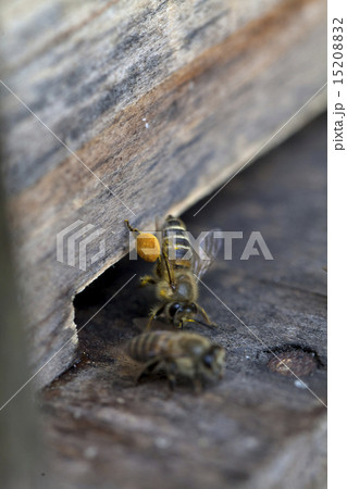 日本蜜蜂の足の花粉の写真素材 15