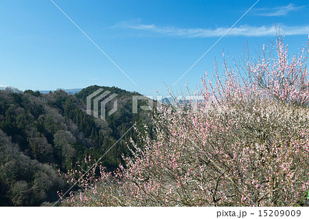 月ヶ瀬梅林 15209009