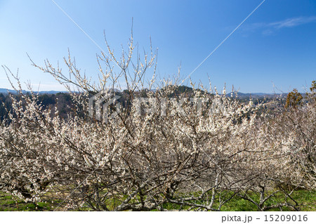 月ヶ瀬梅林 15209016