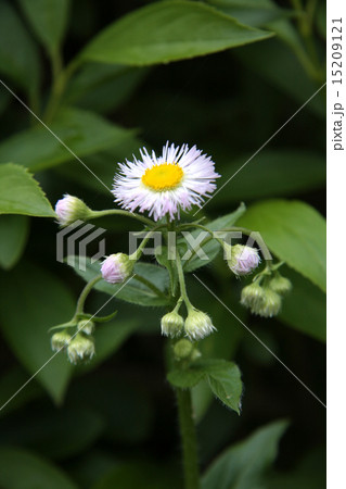 ハルジオン 15209121