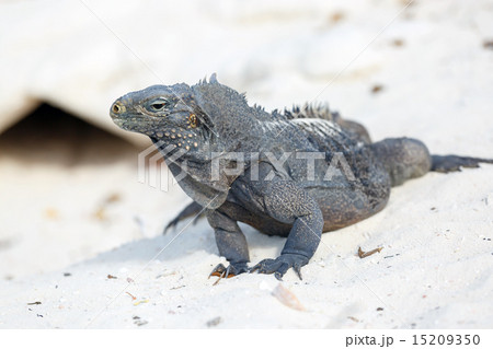 Island iguanas in wildlife.  15209350