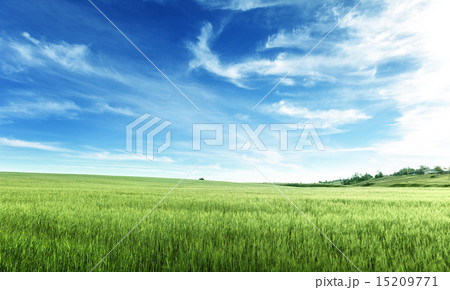 field of barley 15209771
