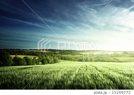 wheat field in sunset time 15209772