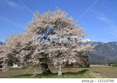 長野県大町市　須沼の一本桜 15210766