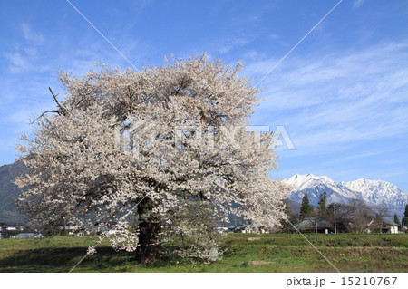 須沼の一本桜 須沼の一本桜 15210767