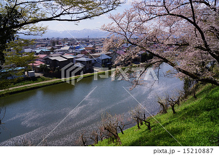 鶴ヶ城 桜 15210887