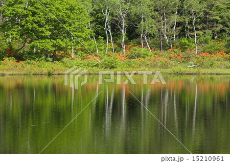 シラカバとレンゲツツジと 15210961