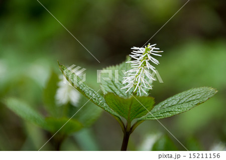 ヒトリシズカ ヒトリシズカ 15211156