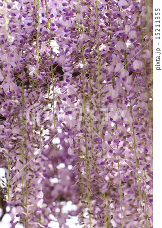 藤の花 藤の花 15211355