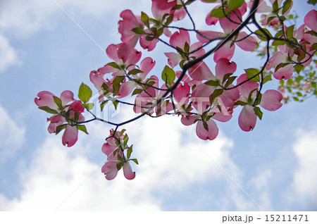 ハナミズキ 15211471