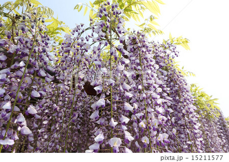 藤の花 15211577
