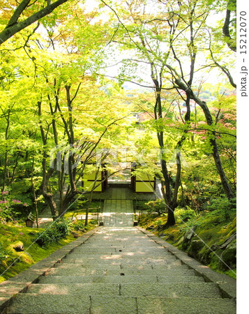 新緑の常寂光寺 新緑の常寂光寺 15212070