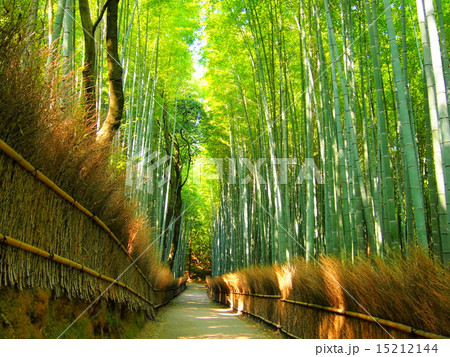 竹林の小径 15212144