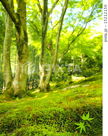新緑の常寂光寺 新緑の常寂光寺 15212150