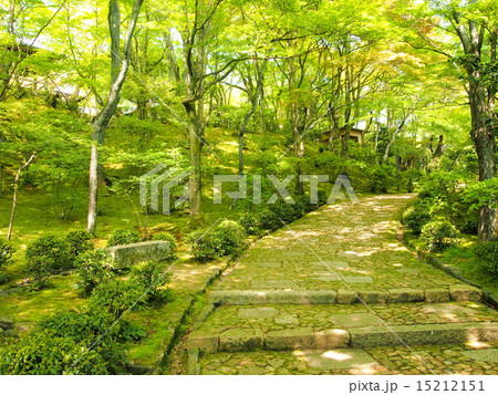 新緑の常寂光寺 15212151