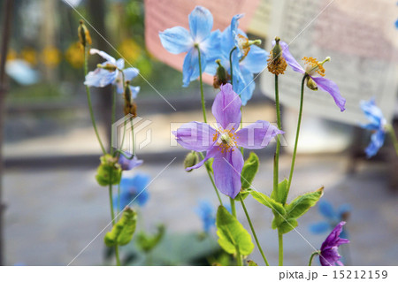 ヒマラヤの青いケシの花・メコノプシス 15212159