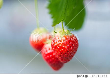 ハウス栽培のイチゴ　permingM 15212433