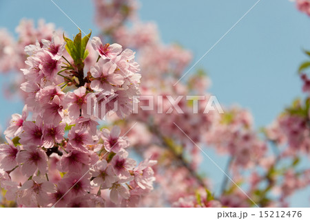 陽光桜　permingM 15212476