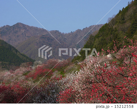 花桃　月川温泉　桃源郷 15212558