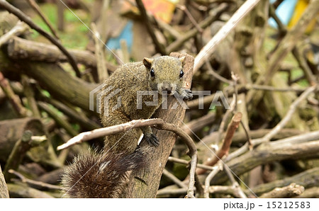 りす　タイワンリス 15212583
